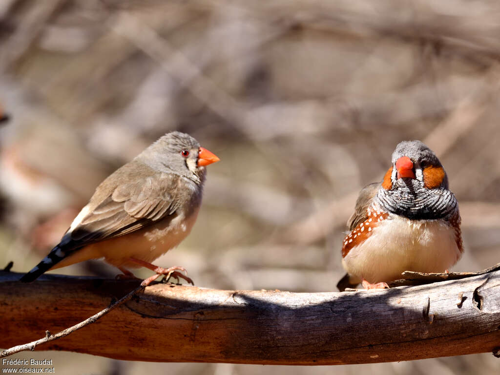 Zebra Finch male adult, close-up portrait