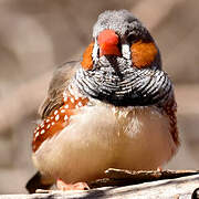 Zebra Finch