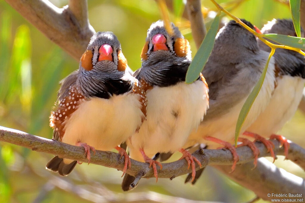 Zebra Finch