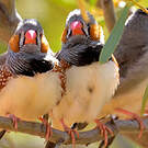 Diamant mandarin