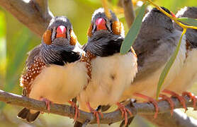 Sunda Zebra Finch