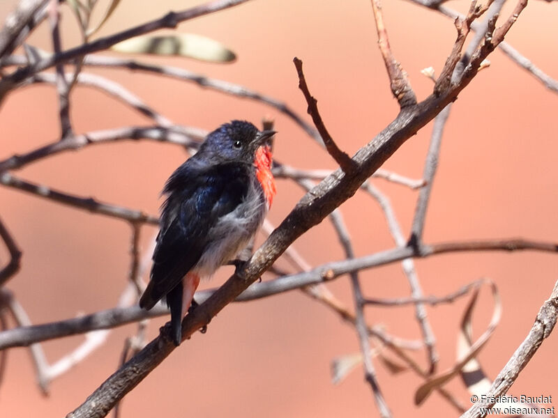 Mistletoebird male adult
