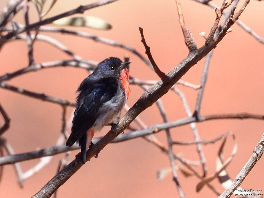 Mistletoebird male adult