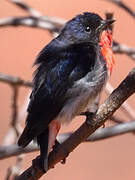 Mistletoebird