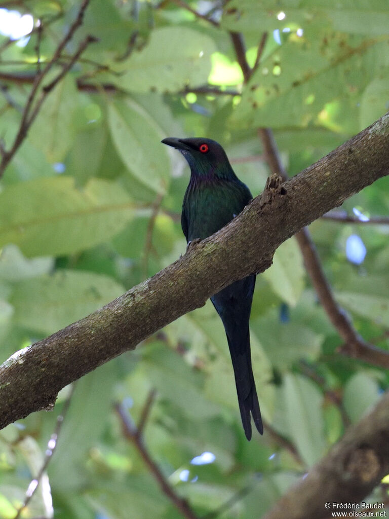 Drongo pailletéadulte