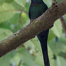 Drongo pailleté