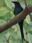 Drongo pailleté