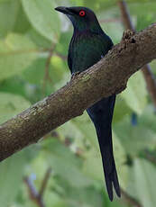 Drongo pailleté