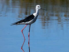 Black-winged Stilt