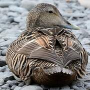 Common Eider