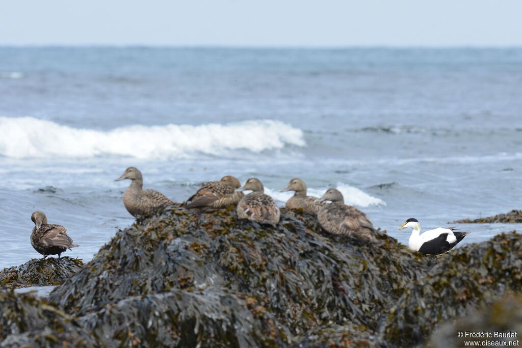 Eider à duvet, habitat