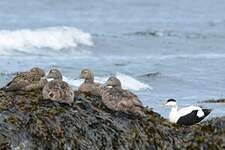 Eider à duvet