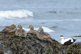 Common Eider