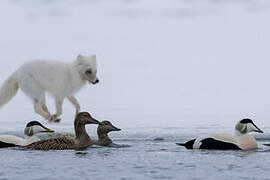 Common Eider