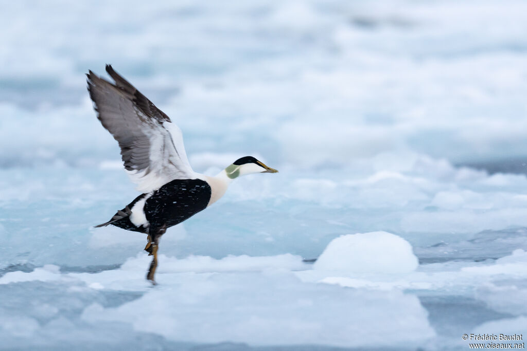 Common Eider male adult breeding, Flight