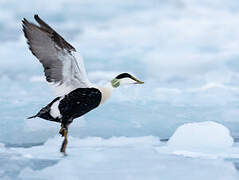 Eider à duvet