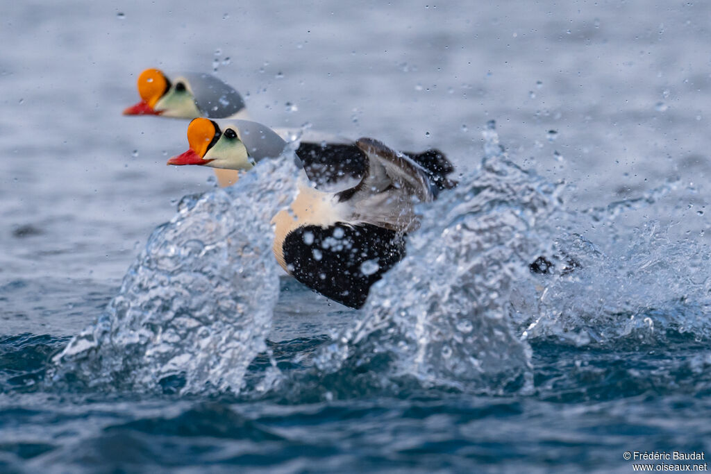 Eider à tête grise mâle adulte nuptial, Vol, nage