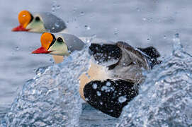 King Eider