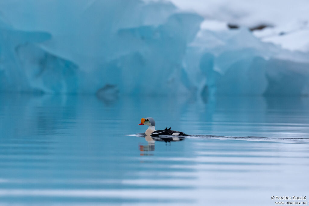 King Eider male adult breeding, swimming