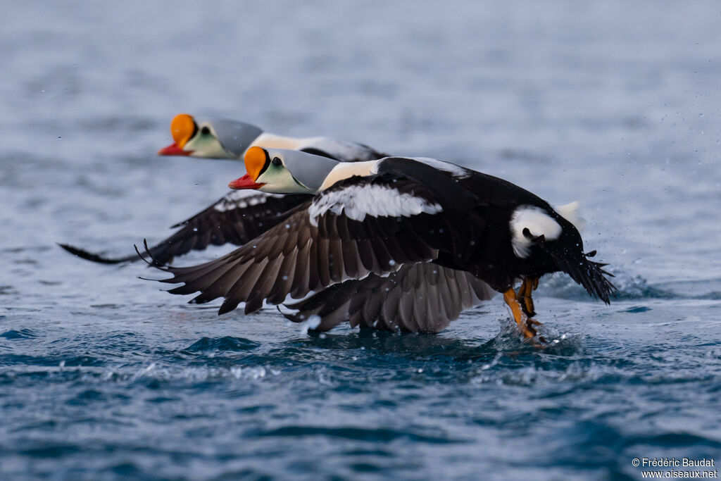 Eider à tête grise mâle adulte nuptial, Vol