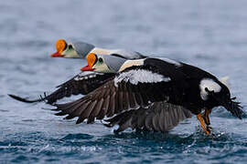 King Eider