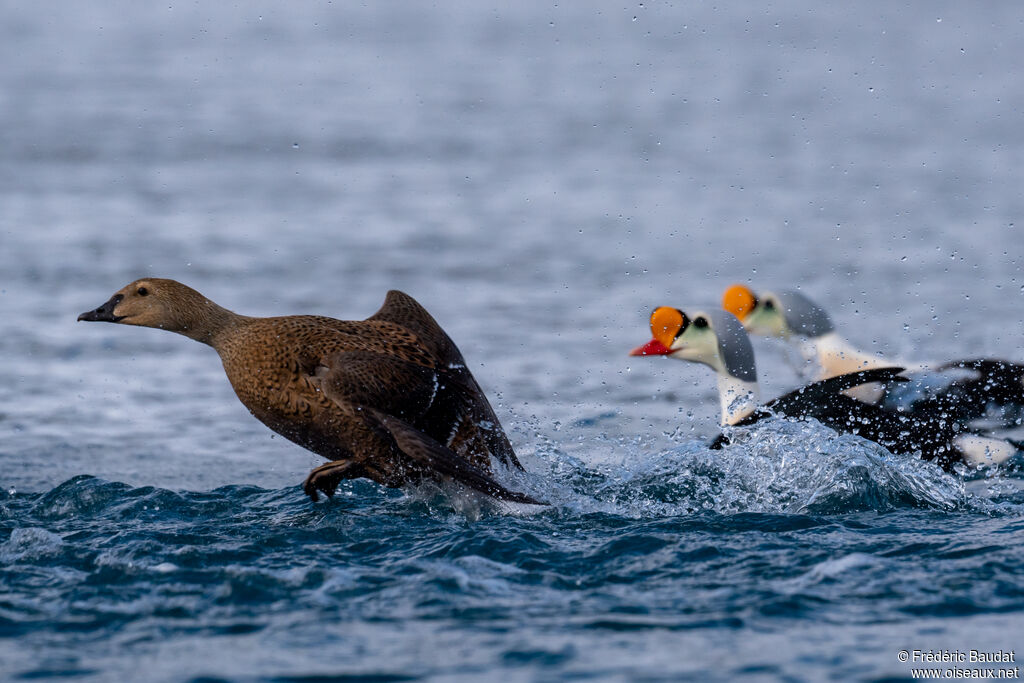 Eider à tête grise femelle adulte nuptial, Vol, nage