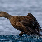 Eider à tête grise