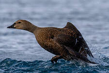 Eider à tête grise