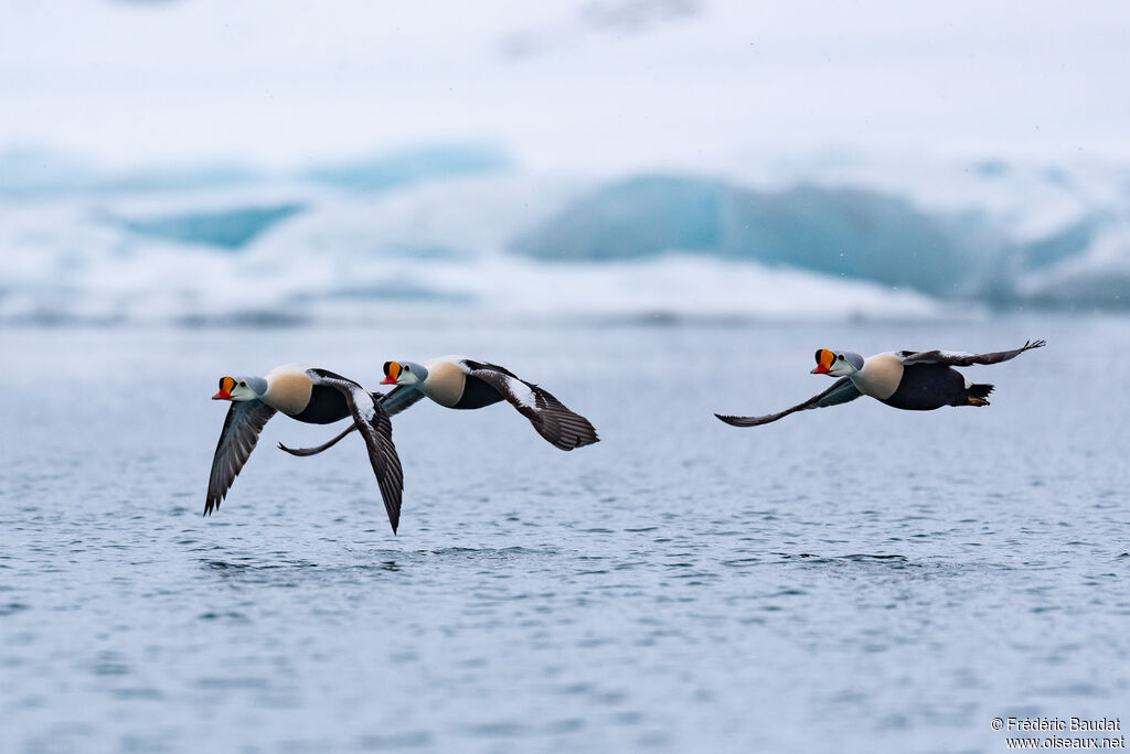 Eider à tête grise mâle adulte nuptial, Vol