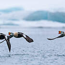 Eider à tête grise