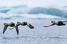 Eider à tête grise