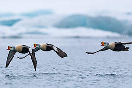 King Eider