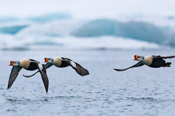 Eider à tête grise