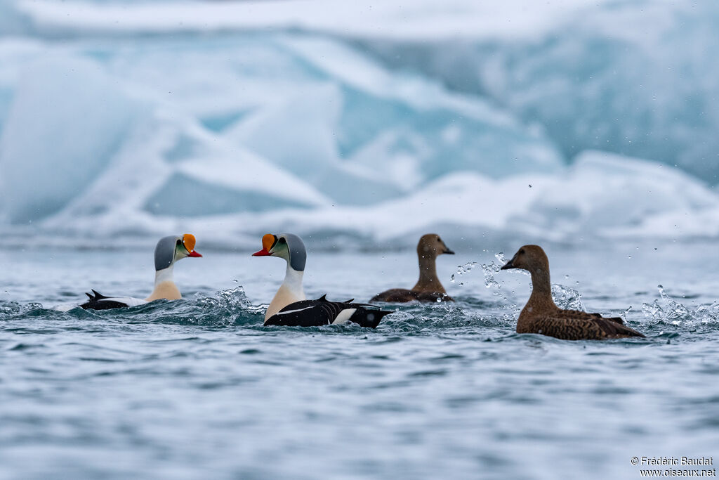 Eider à tête griseadulte nuptial, nage