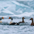 Eider à tête grise