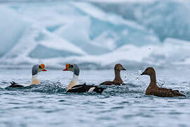 King Eider