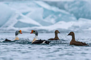 Eider à tête grise