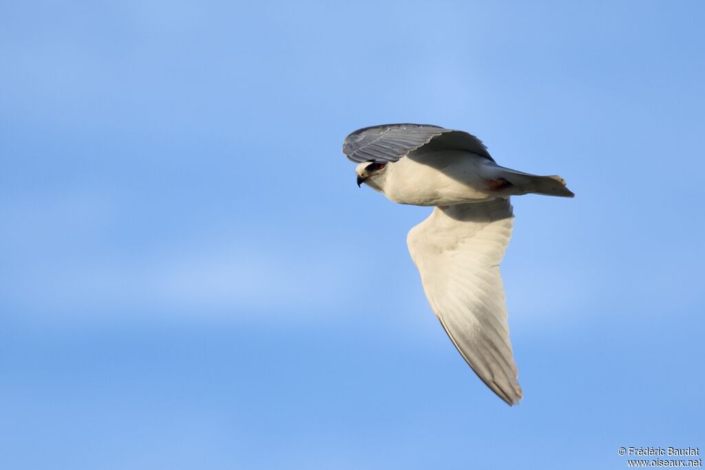 Black-winged KiteSecond year, Flight