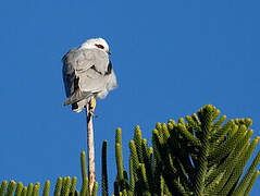 Black-shouldered Kite