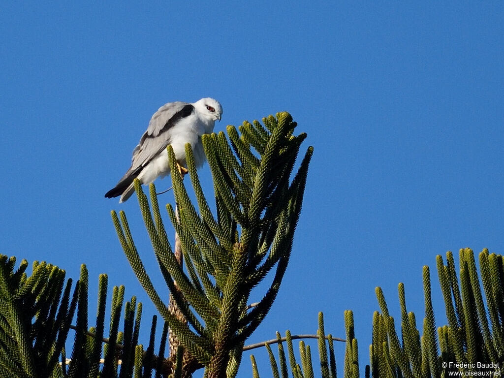 Black-shouldered Kiteadult