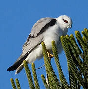 Black-shouldered Kite