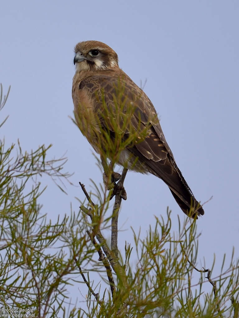 Brown Falconadult, close-up portrait