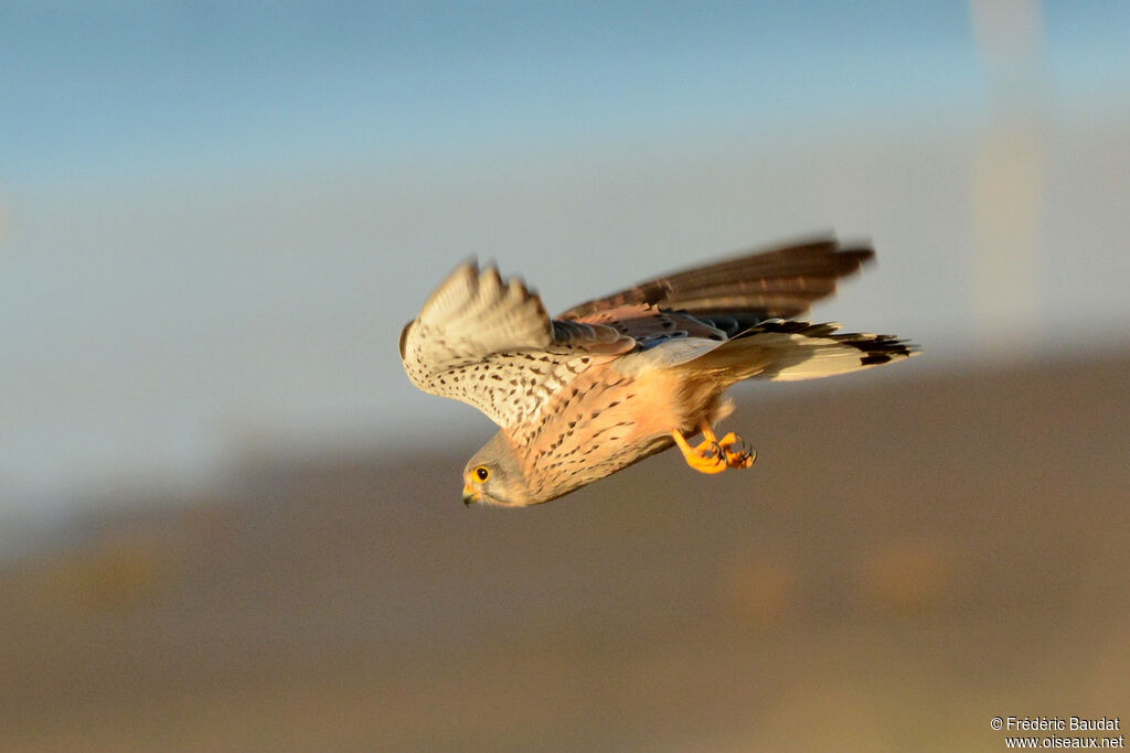 Common Kestrel male adult, Flight