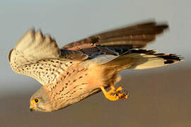 Common Kestrel