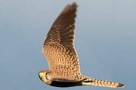 Common Kestrel