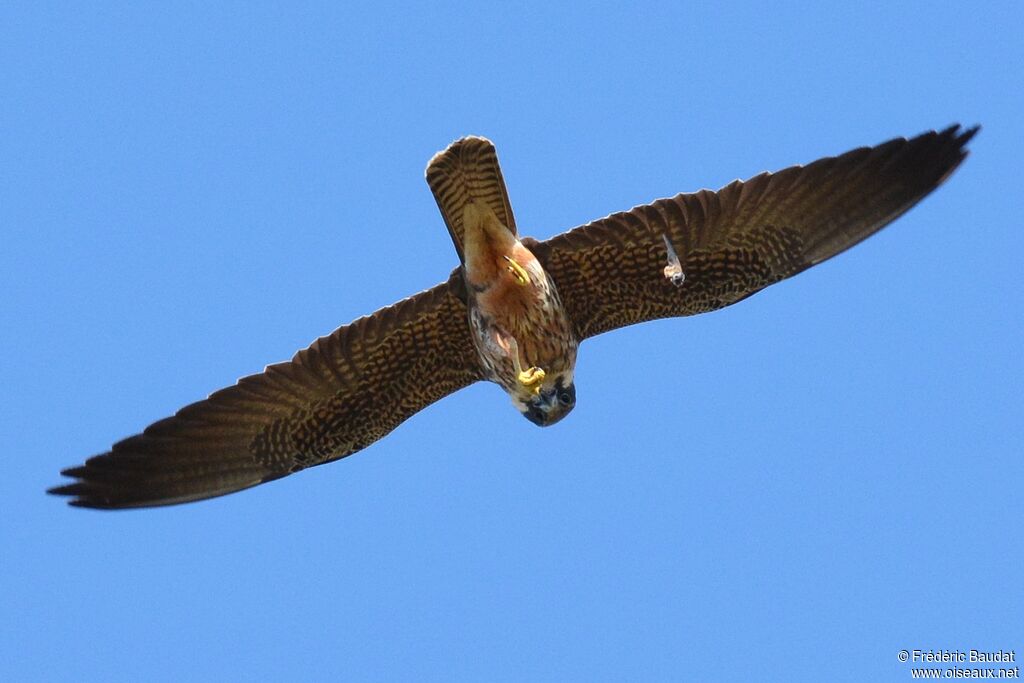 Eleonora's FalconSecond year, identification, Flight, feeding habits, fishing/hunting, eats