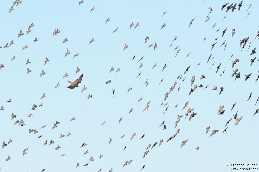 Faucon pèlerin2ème année, identification, Vol, pêche/chasse