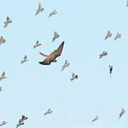 Peregrine Falcon