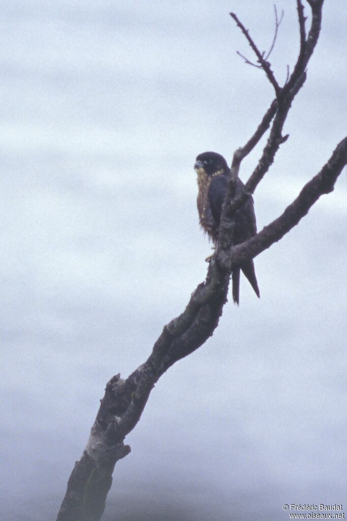 Peregrine Falcon