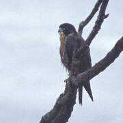 Peregrine Falcon